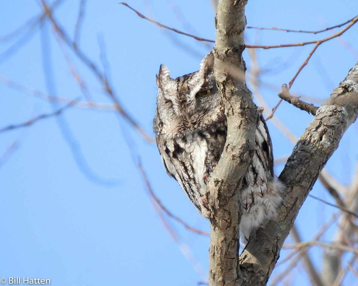 Eastern Screech-Owl - ML420392451