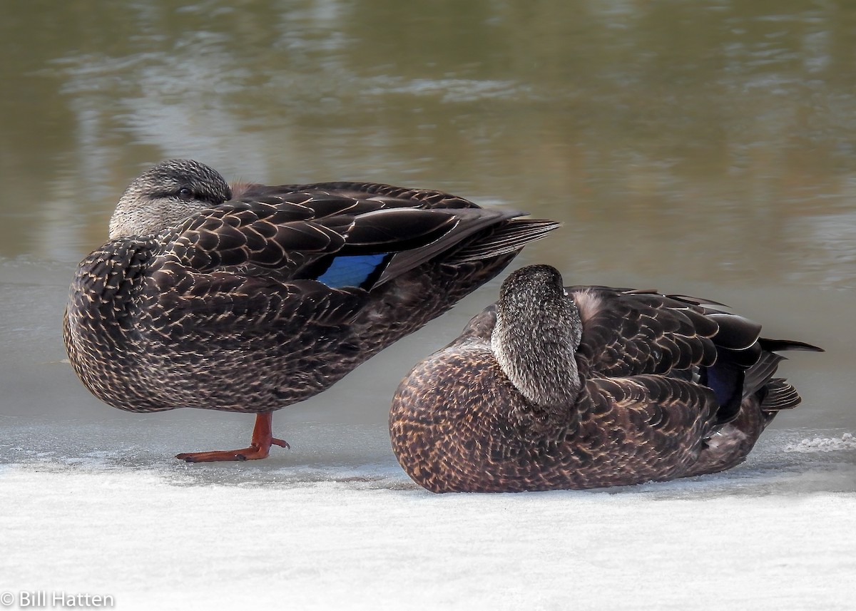 American Black Duck - ML420392571