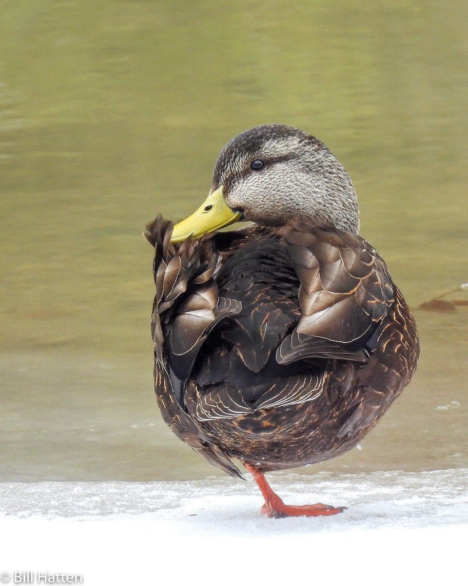 American Black Duck - ML420392581