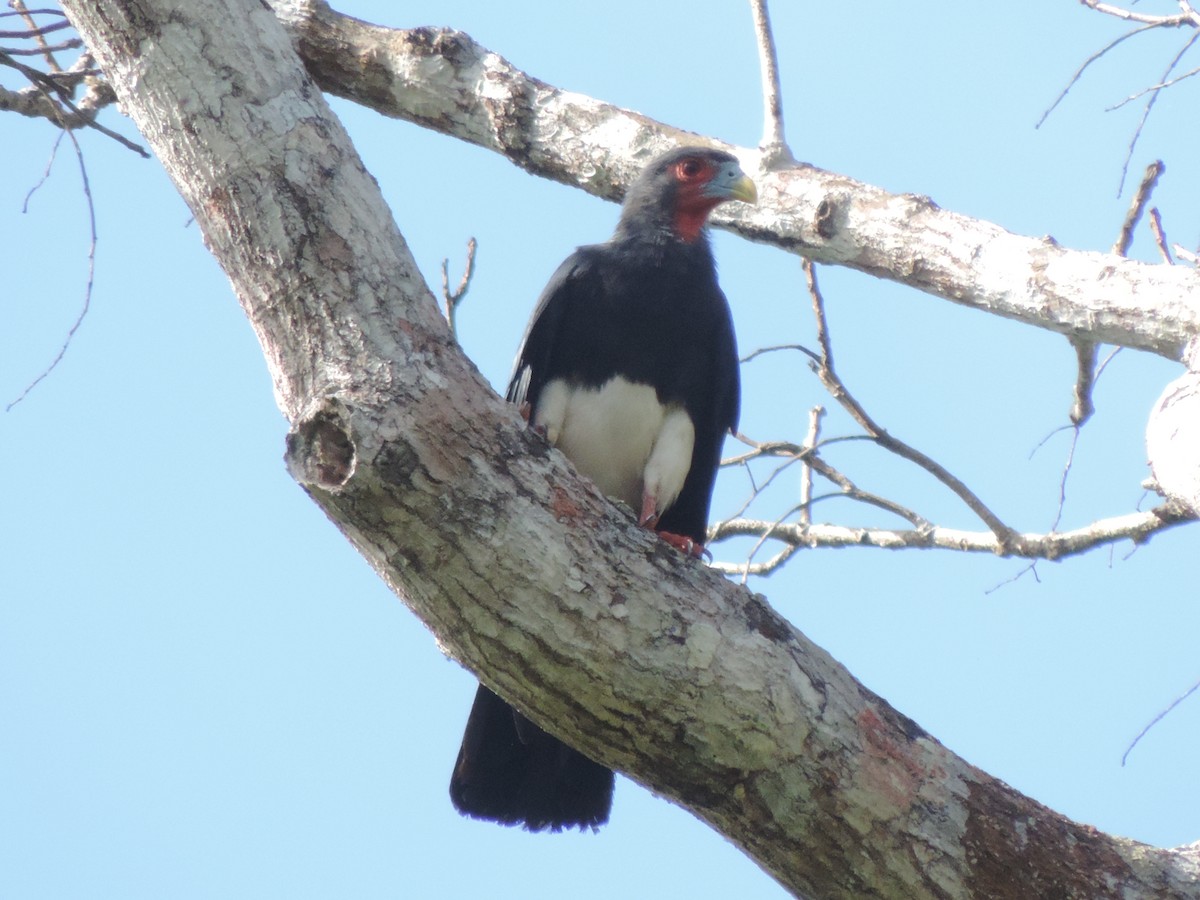 Red-throated Caracara - ML420392771