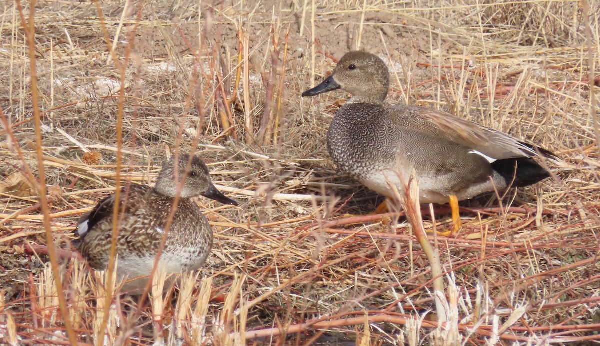 Gadwall - ML420394501