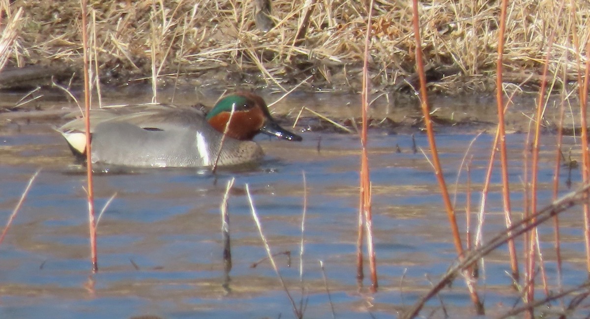 Green-winged Teal - ML420394571