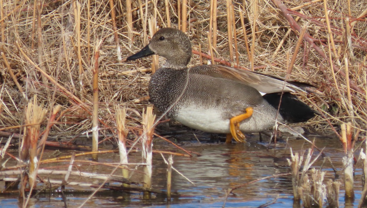 Gadwall - ML420394611