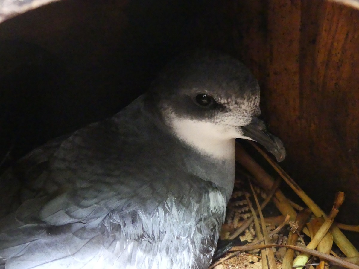 Chatham Petrel - ML42039601