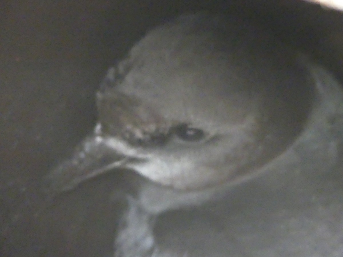 Magenta Petrel - ML42039651