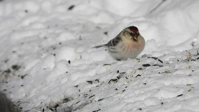 Hoary Redpoll - ML420396601