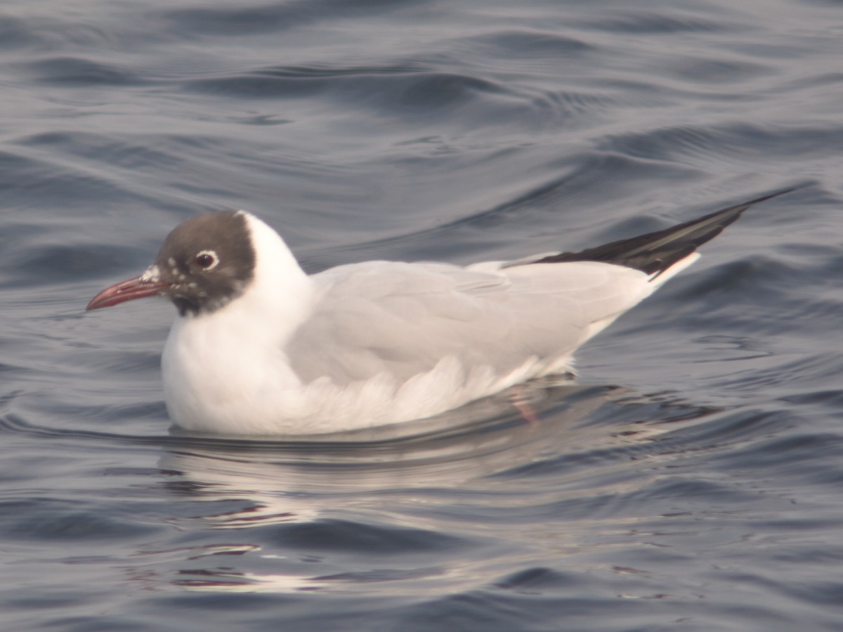 Black-headed Gull - ML420398681