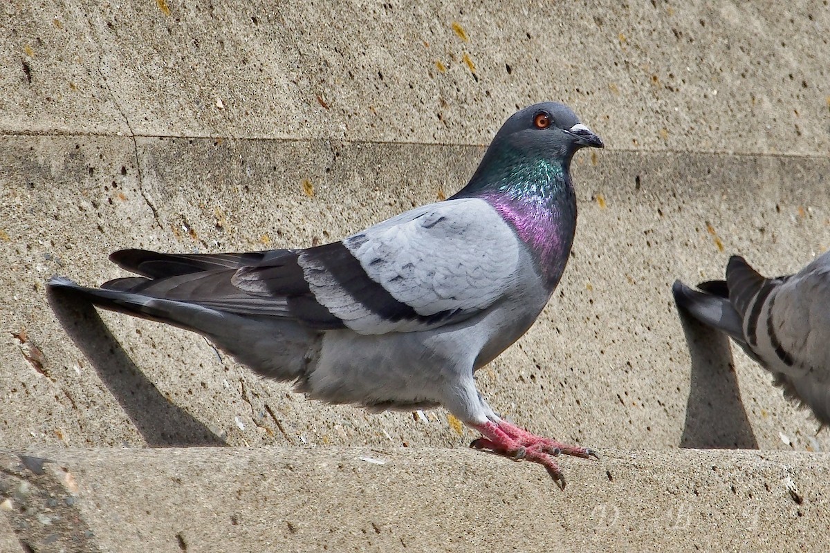 Rock Pigeon (Feral Pigeon) - ML42040061