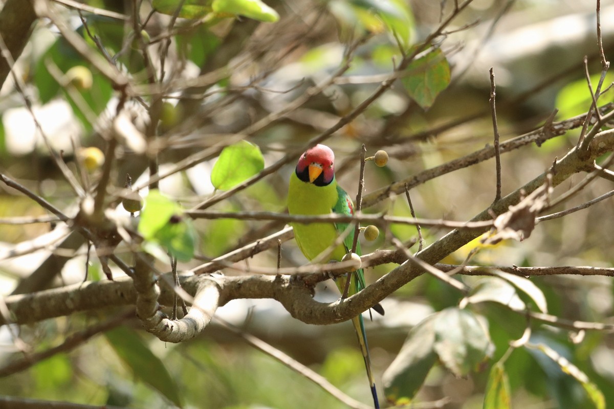 Plum-headed Parakeet - ML420401391