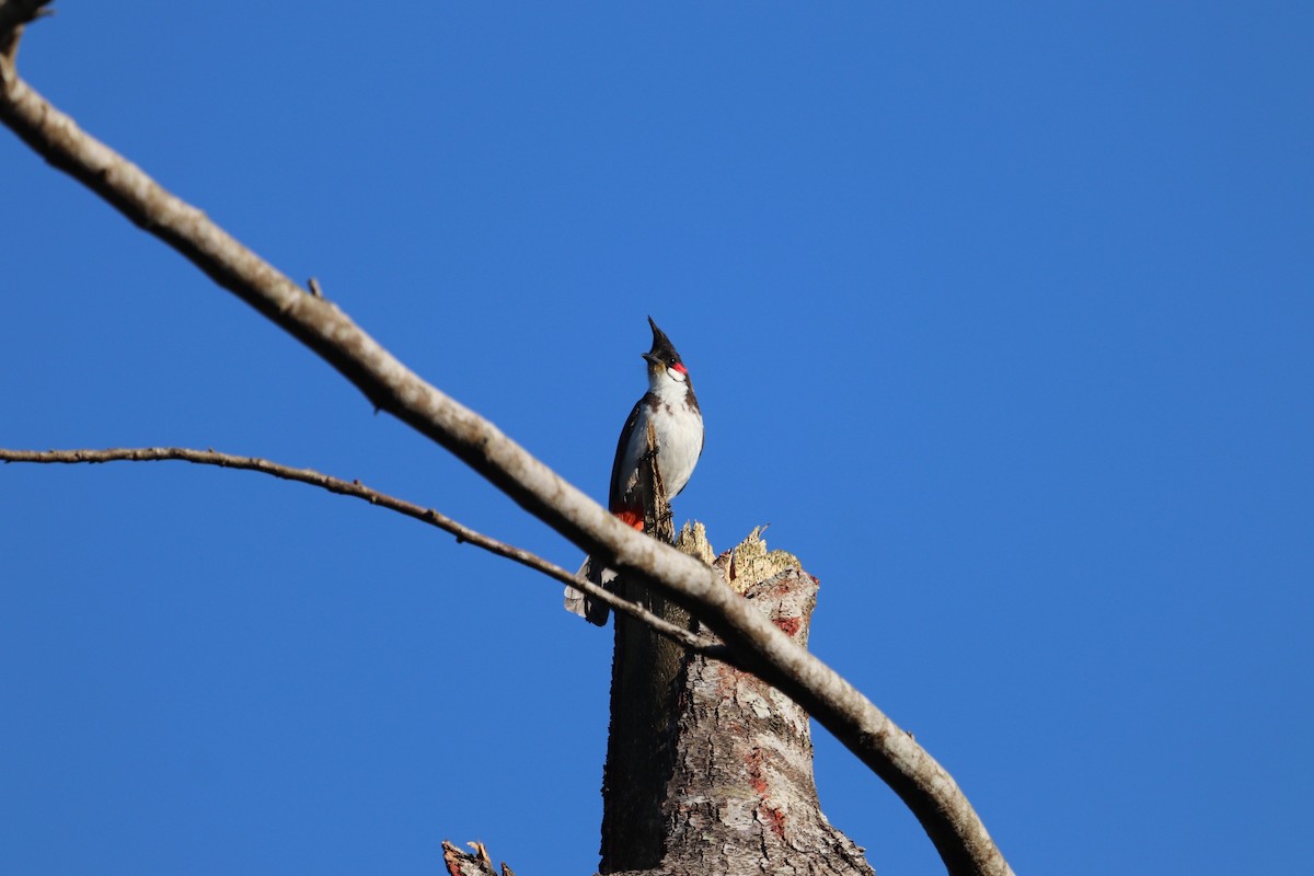 Red-whiskered Bulbul - ML420401711