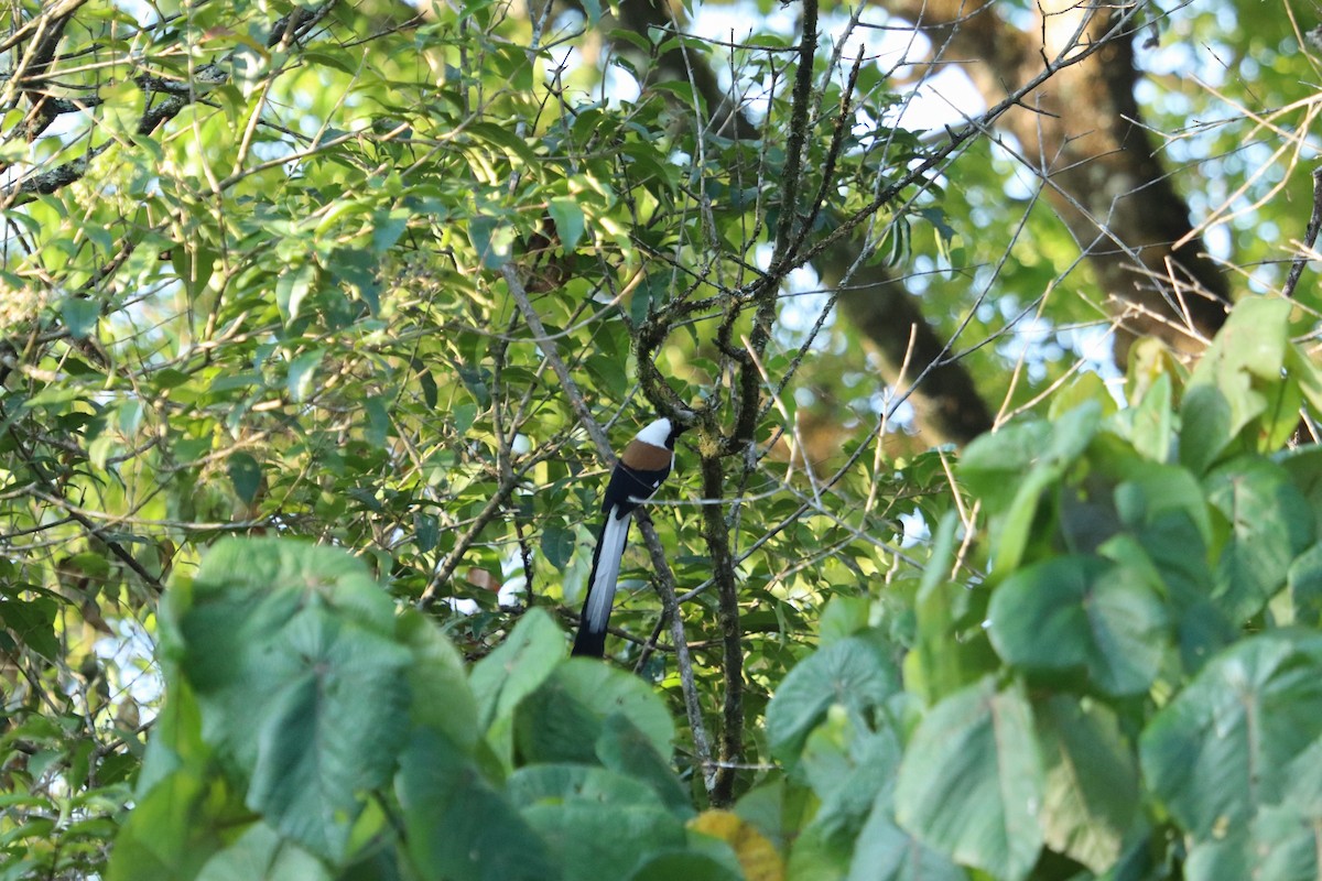 White-bellied Treepie - ML420401951