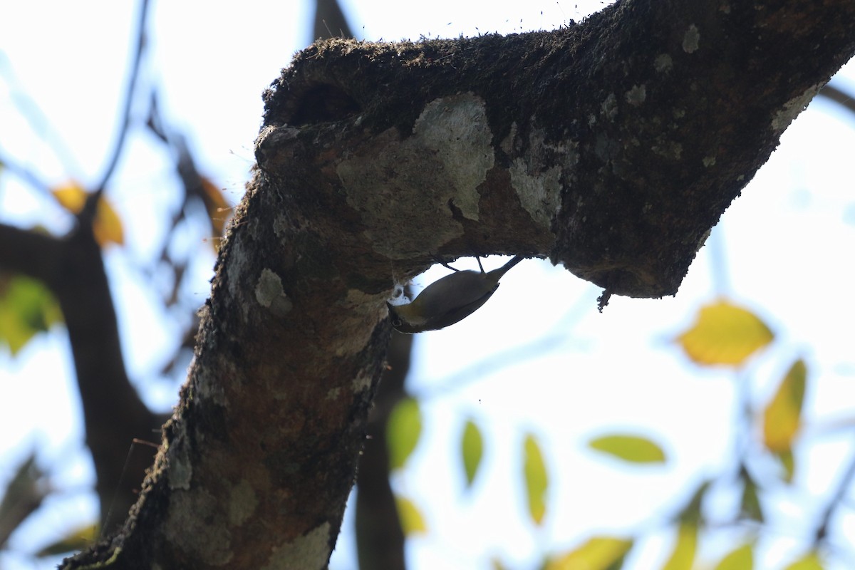 Indian White-eye - Emerald Jerrifer