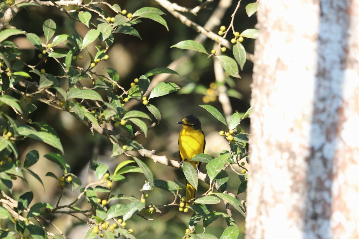 Yellow-browed Bulbul - ML420402361