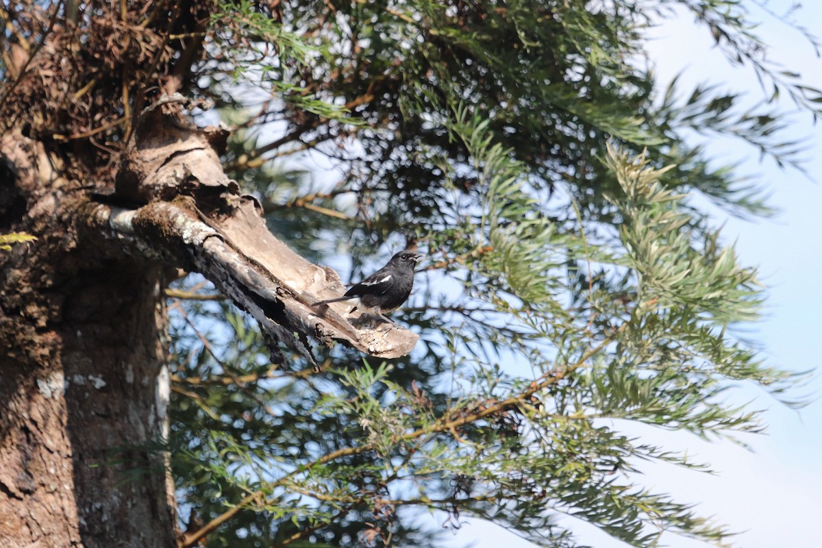 Pied Bushchat - ML420403011