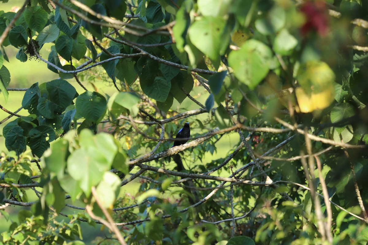 Asian Fairy-bluebird - ML420403271