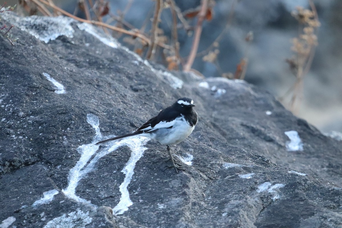 White-browed Wagtail - Emerald Jerrifer