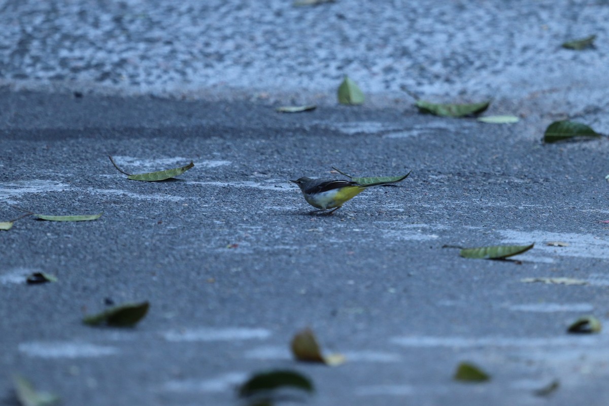 Gray Wagtail - ML420403481