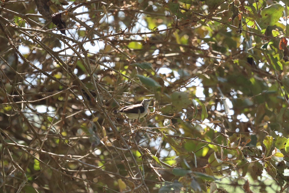 flowerpecker sp. - ML420403501