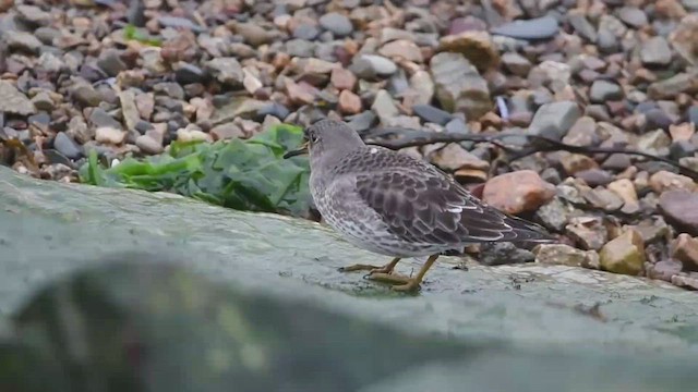 Purple Sandpiper - ML420403841