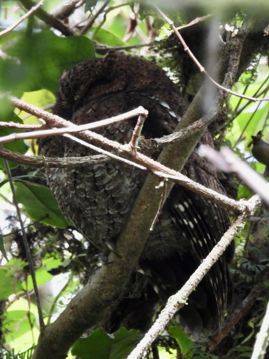 Bare-shanked Screech-Owl - ML420406821
