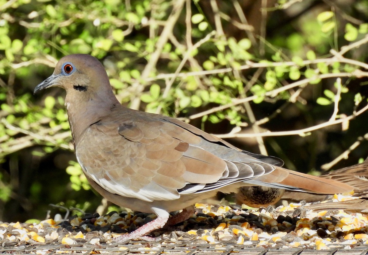 White-winged Dove - Van Remsen