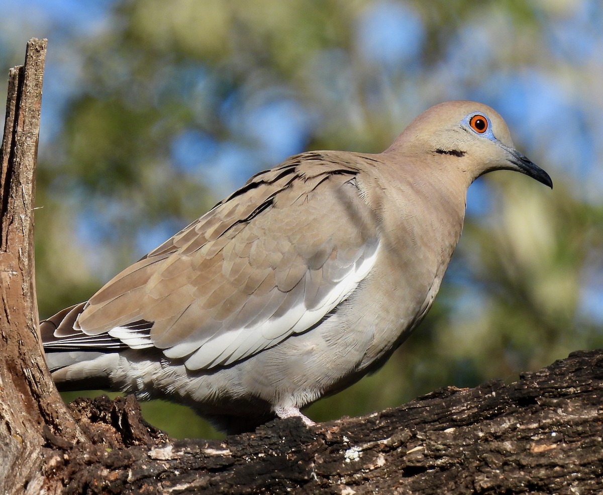 White-winged Dove - Van Remsen