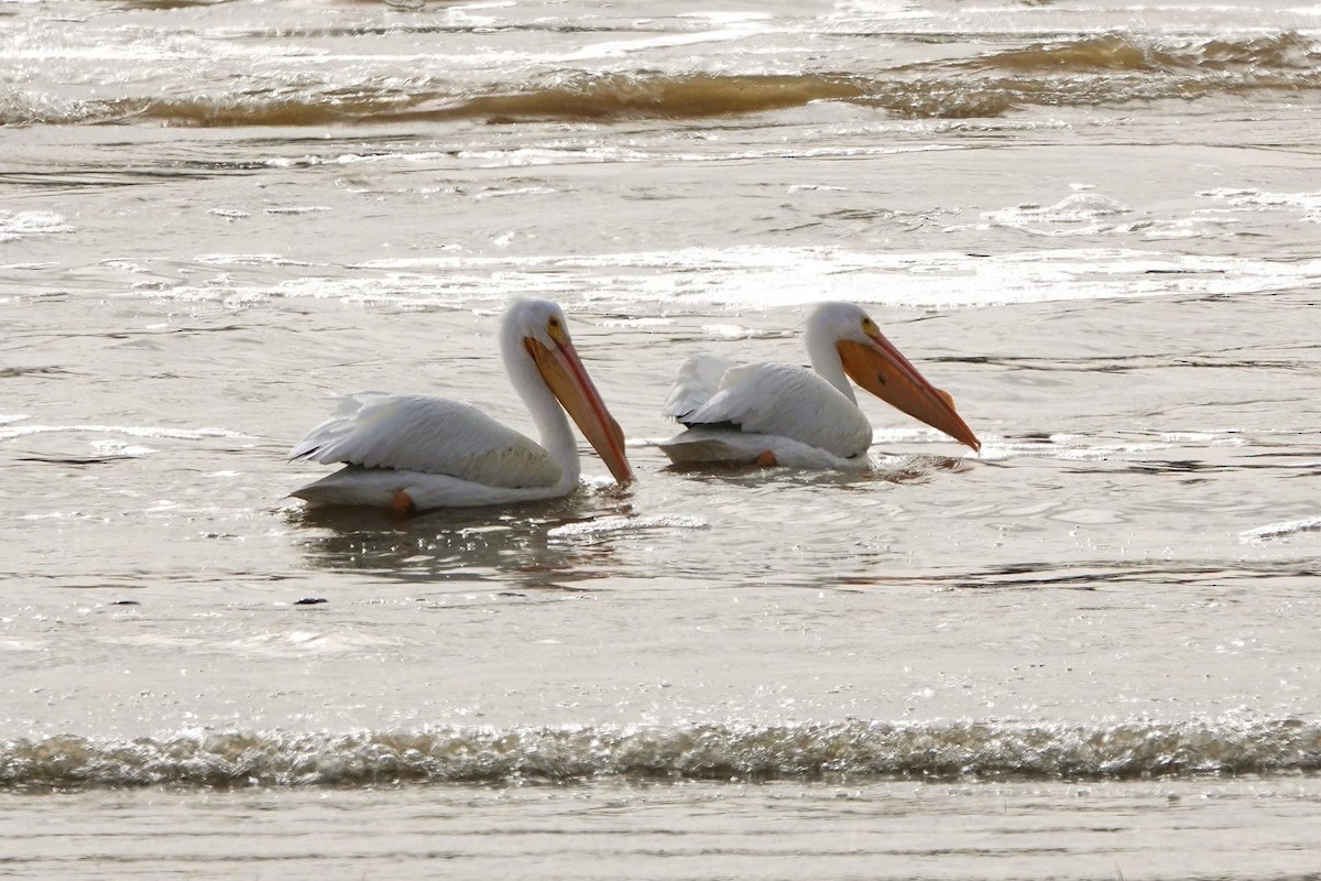 American White Pelican - ML420410241