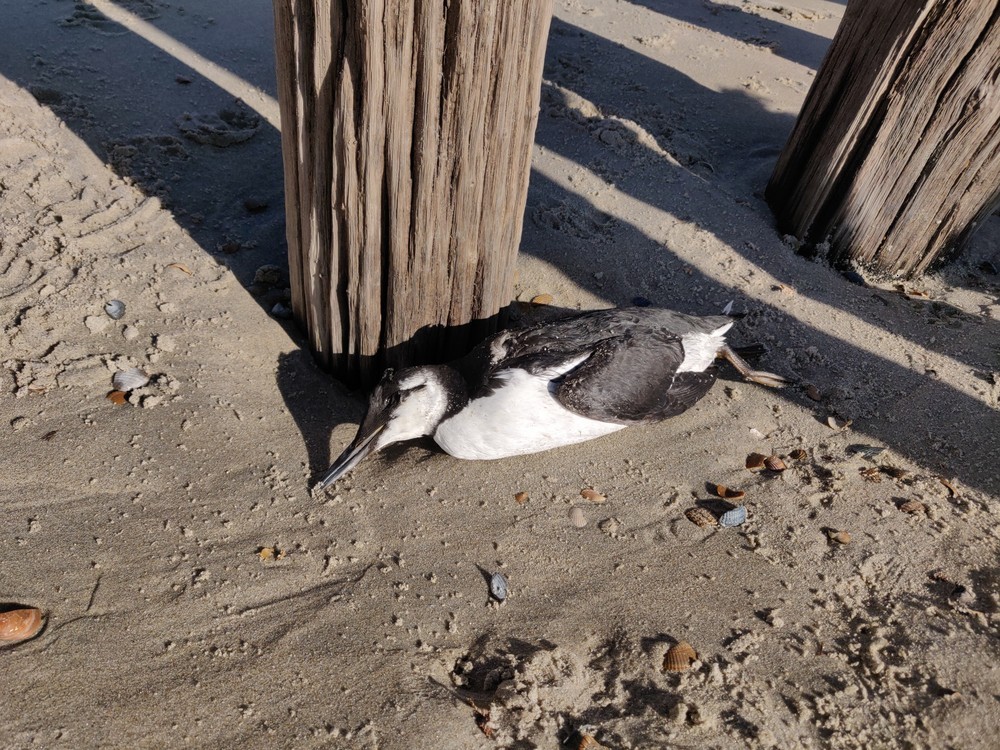 Common Murre - ML420411091