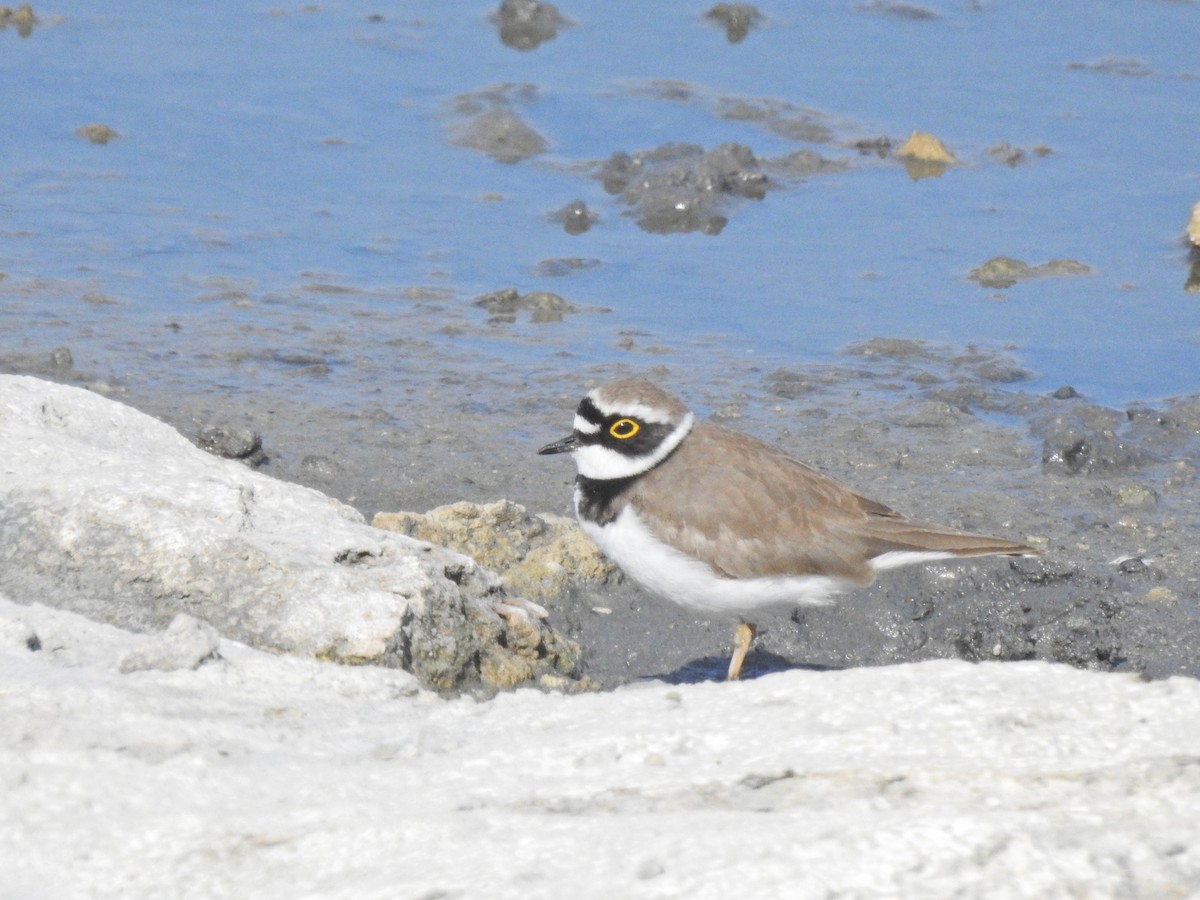 Little Ringed Plover - ML420414831