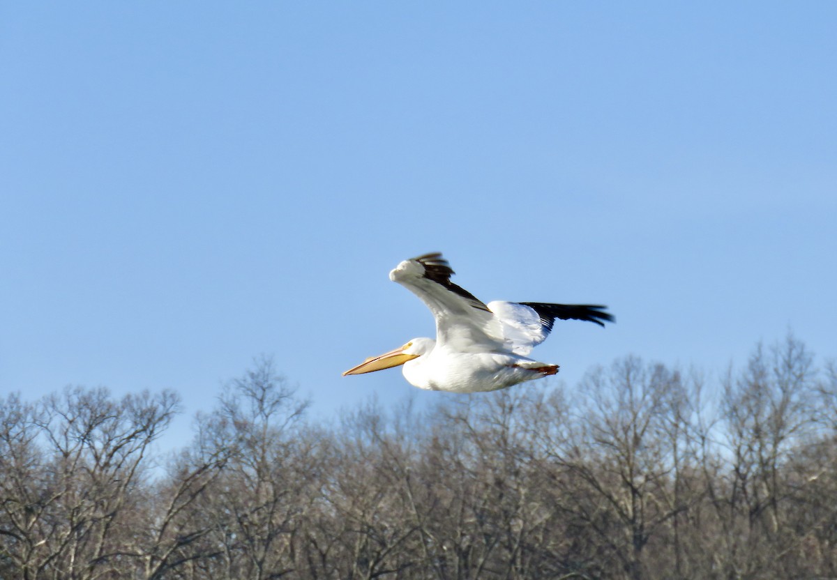 American White Pelican - ML420415251