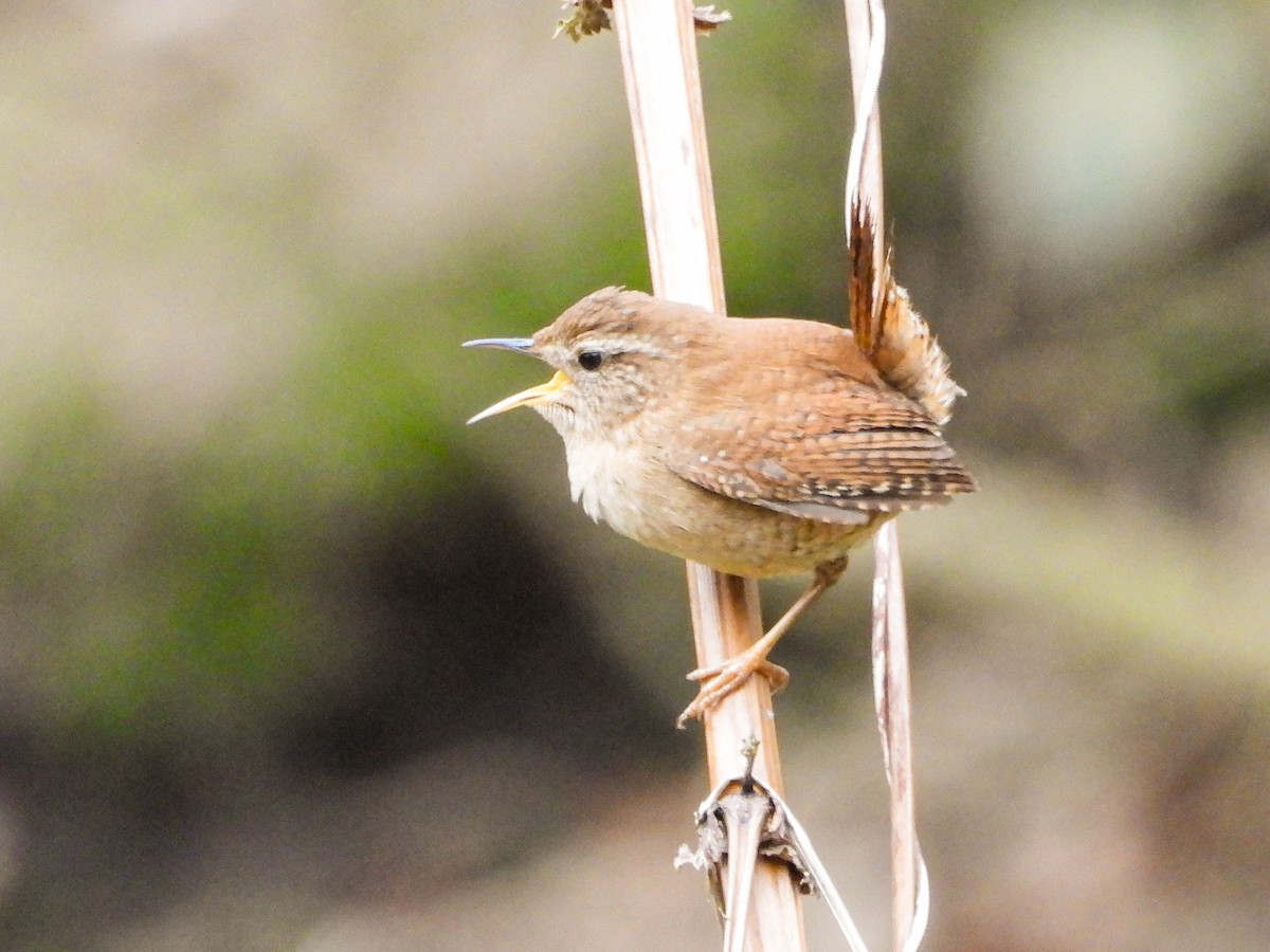 Eurasian Wren (British) - ML420418491