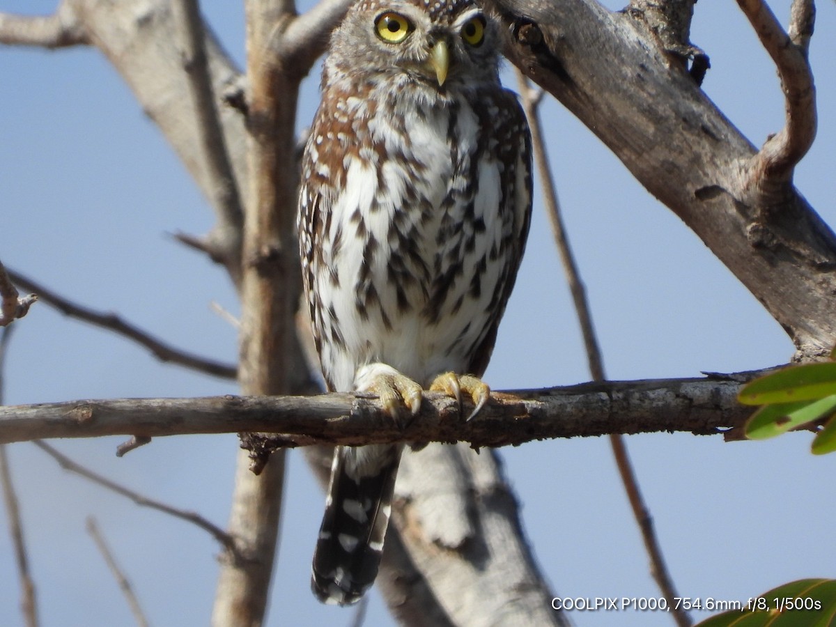 Pearl-spotted Owlet - ML420418841