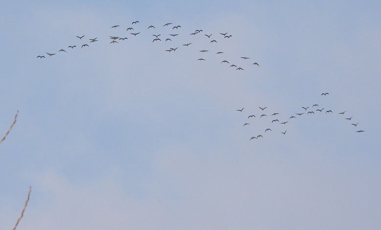 Tundra Bean-Goose - ML420421761