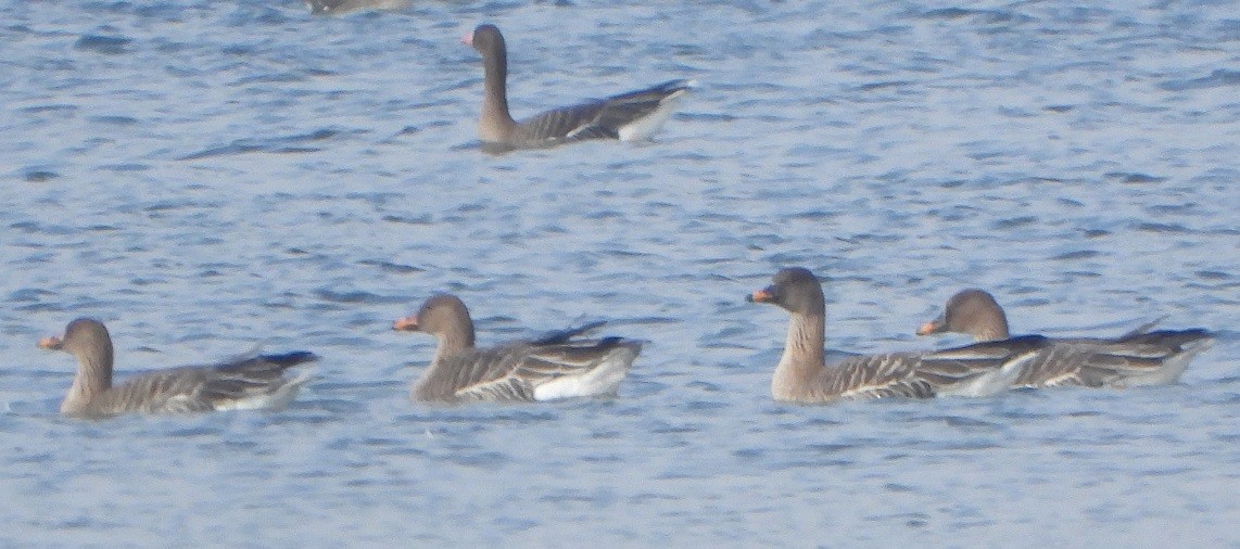 Tundra Bean-Goose - ML420421911