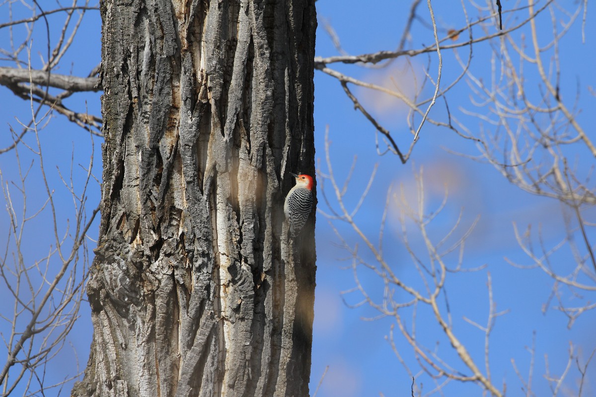 Red-bellied Woodpecker - Mike Rabenberg