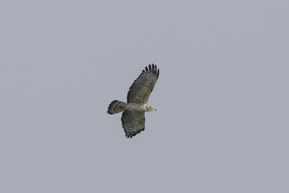 Oriental Honey-buzzard - Nazes Afroz