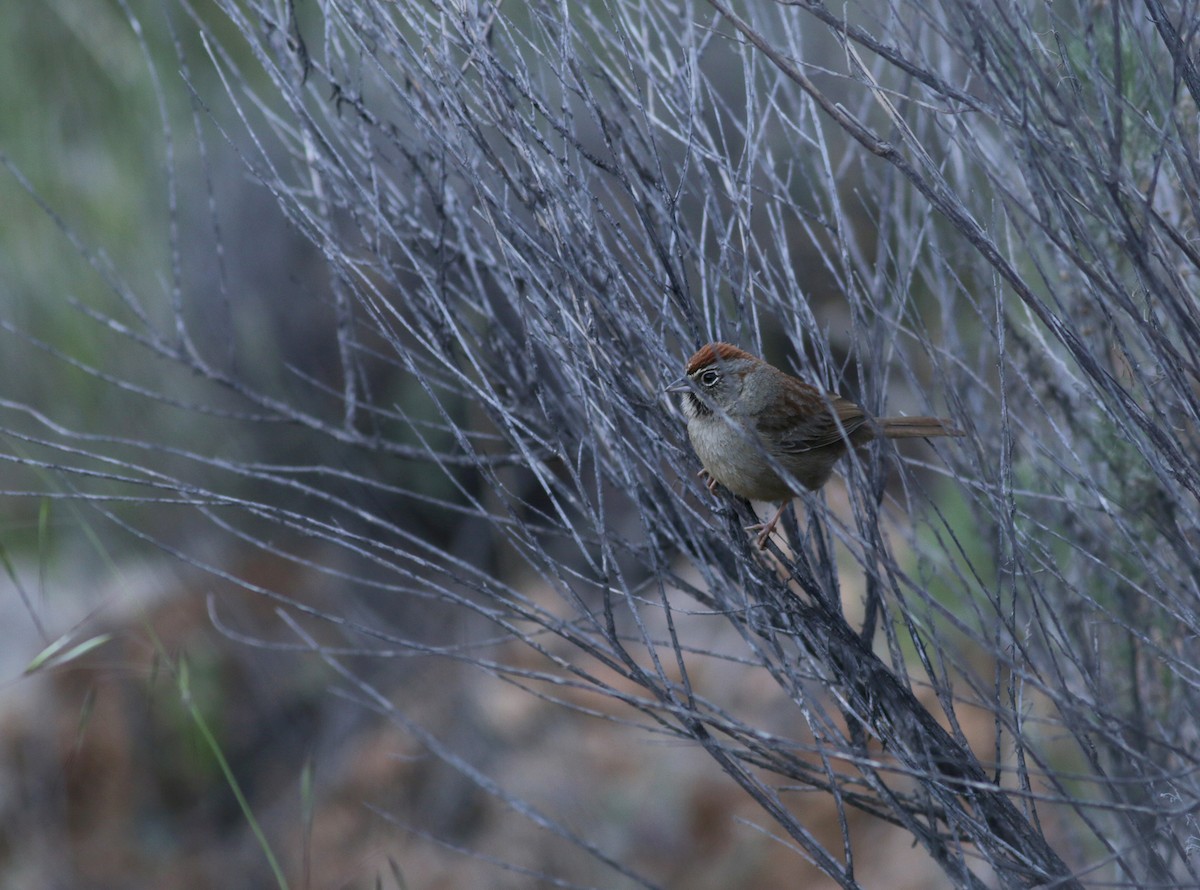 Rufous-crowned Sparrow - ML420423201