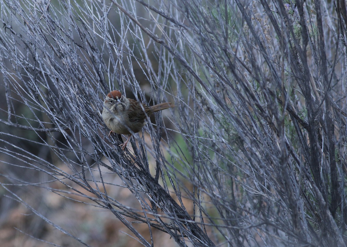 Rufous-crowned Sparrow - ML420423231