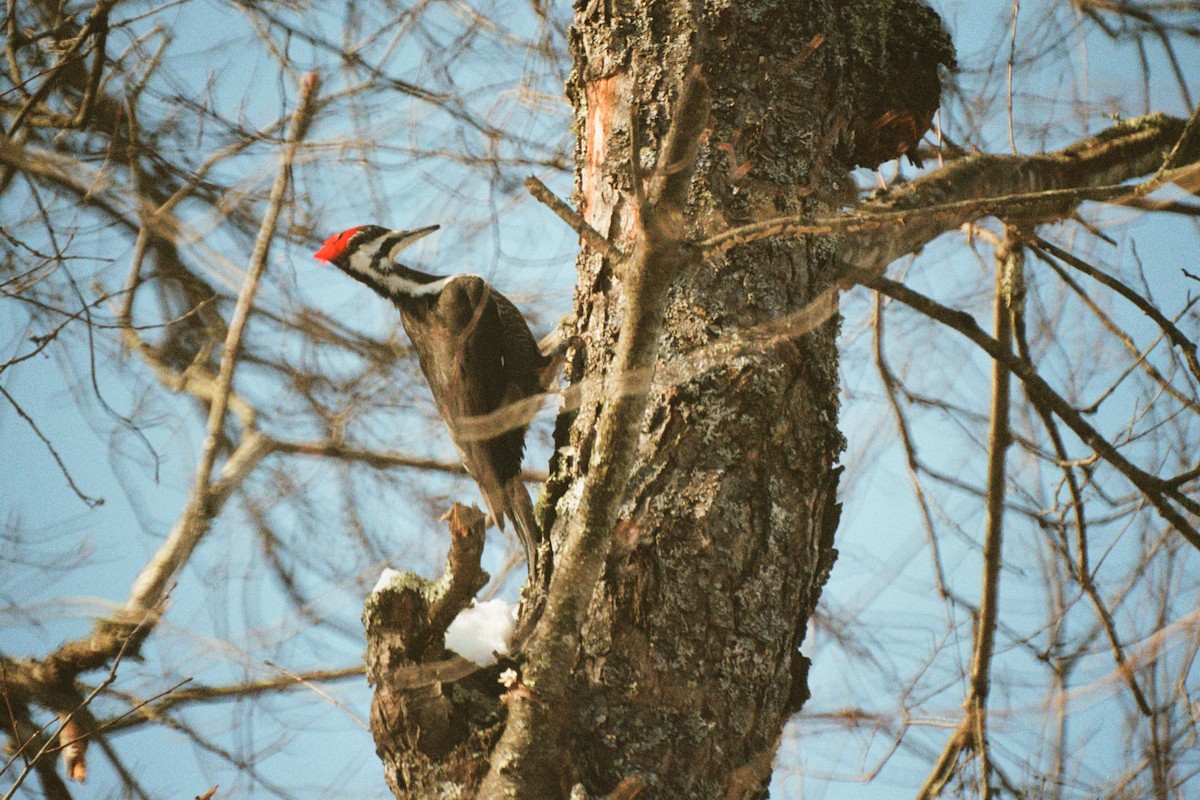 Pileated Woodpecker - ML420423421