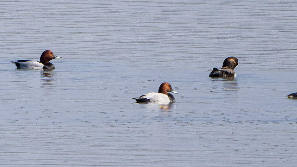 Common Pochard - ML420426981