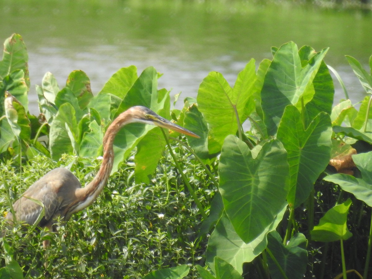 Purple Heron - ML42042781