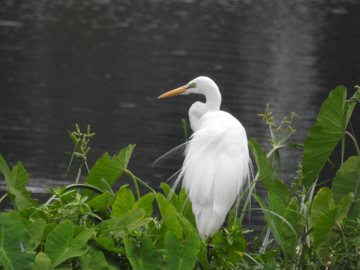 Great Egret - ML42042821