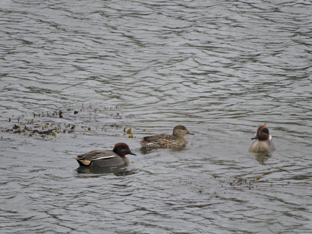 Green-winged Teal - ML420428221