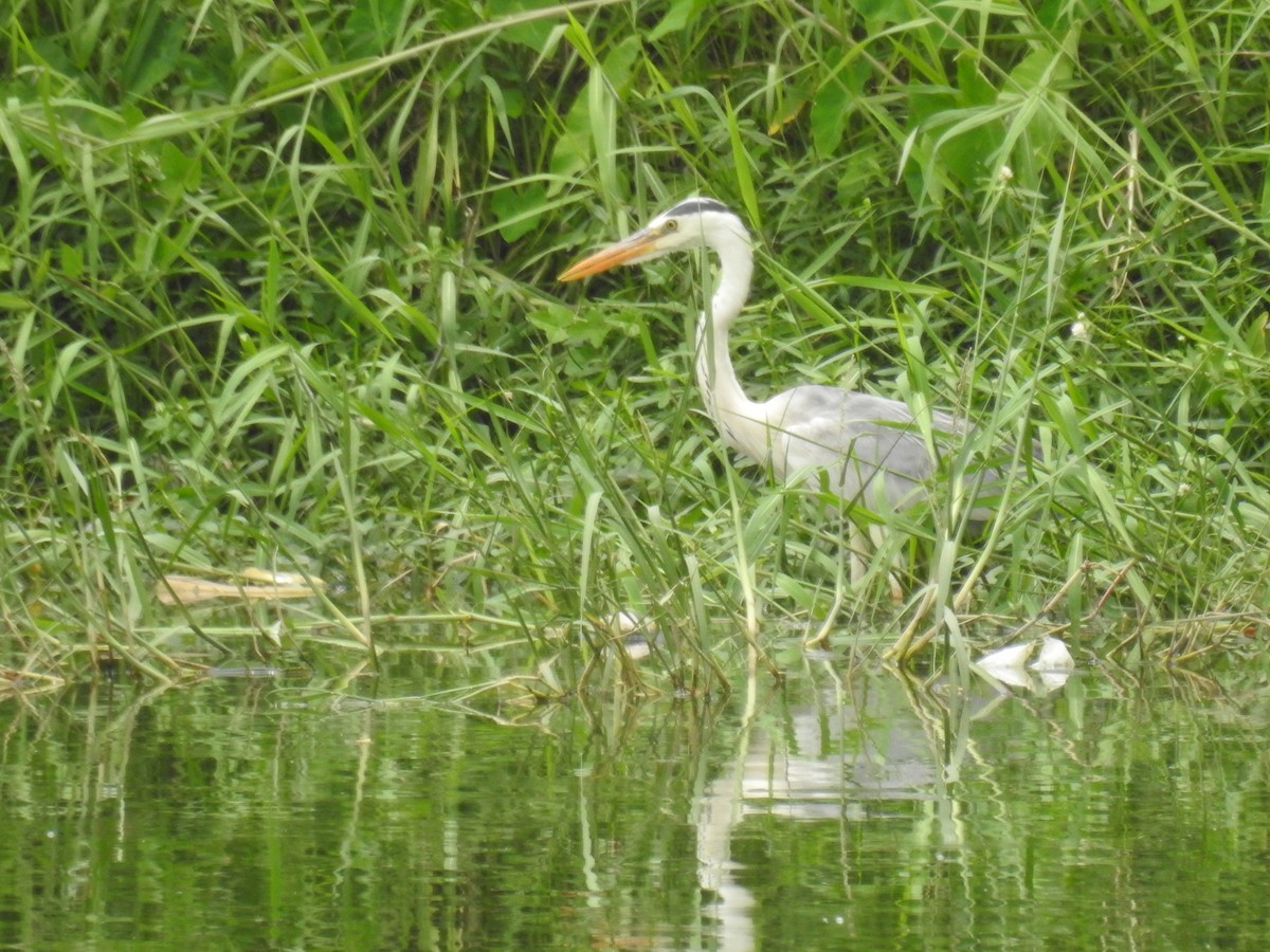 Gray Heron - ML42042851
