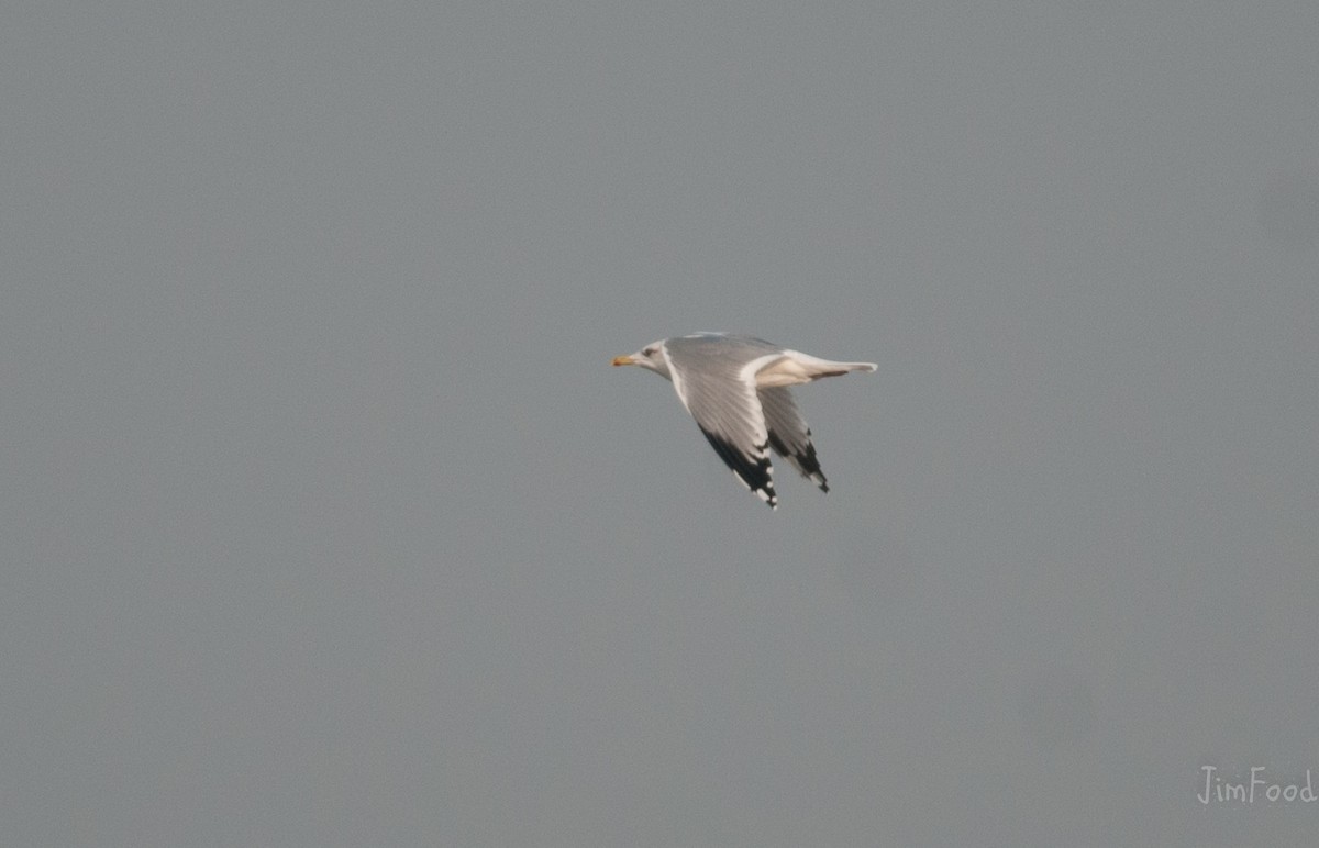 Herring Gull (Vega) - ML42042991