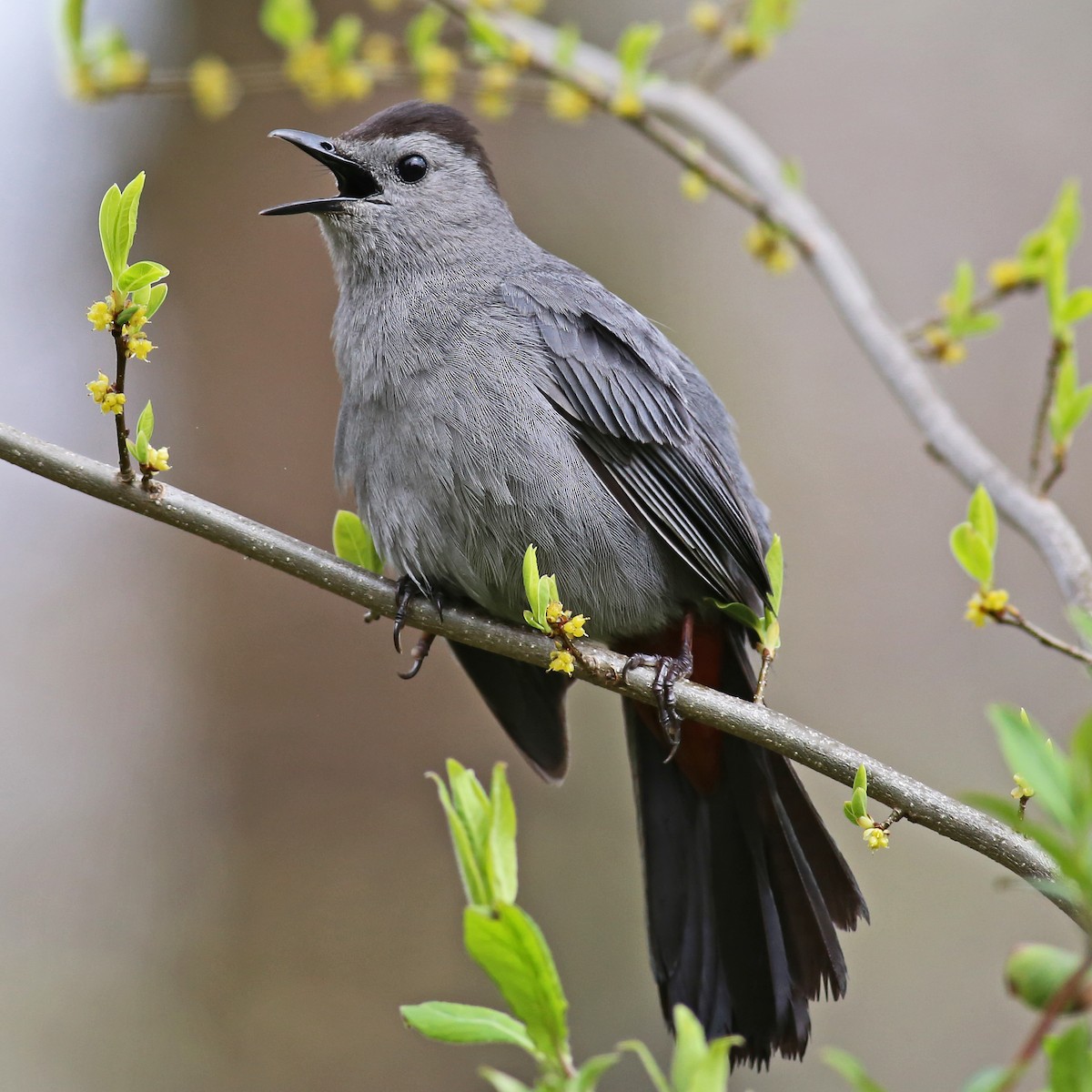 Gray Catbird - William Keim