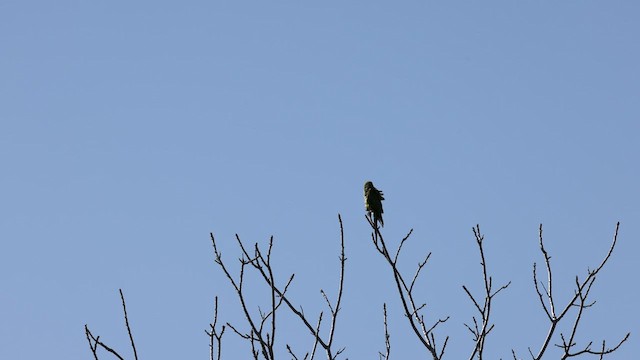 Nanday Parakeet - ML420434221