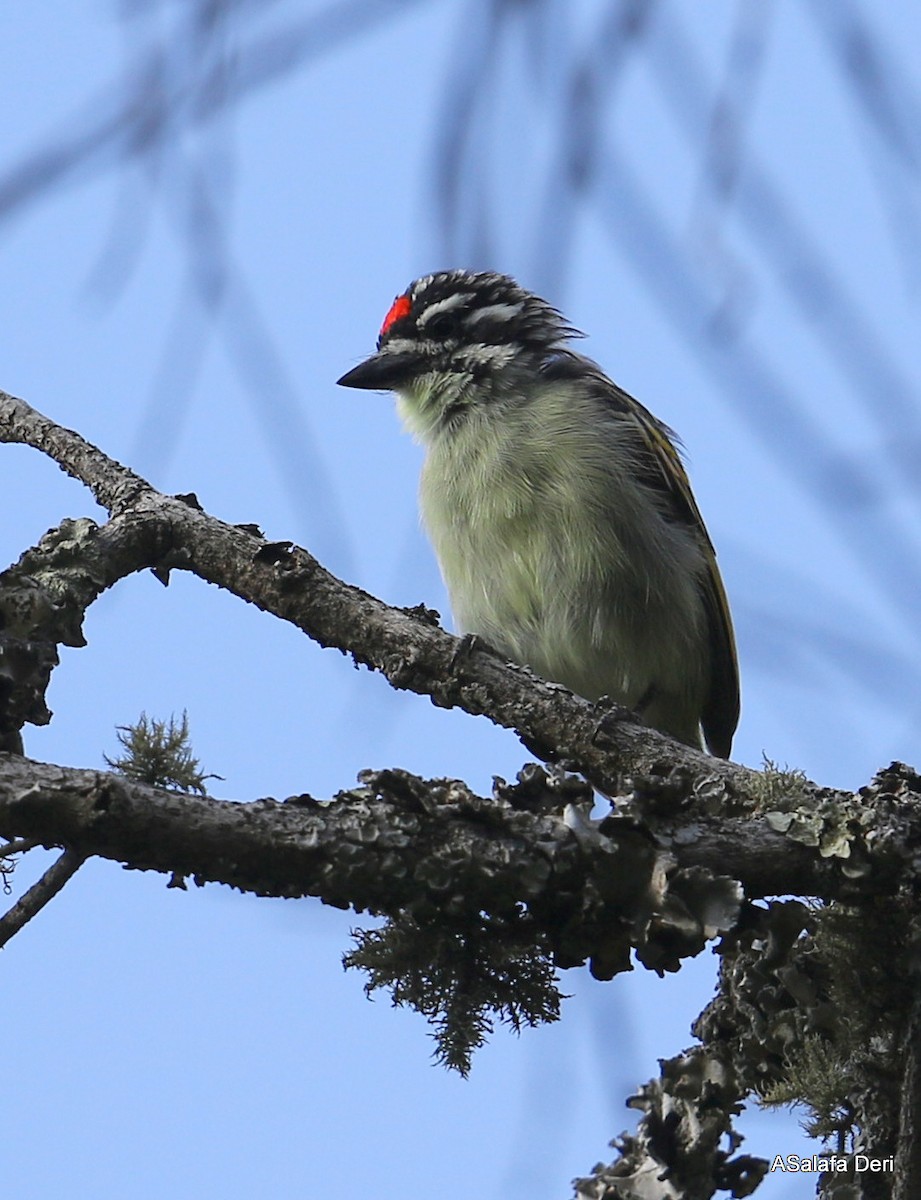 Red-fronted Tinkerbird - Fanis Theofanopoulos (ASalafa Deri)