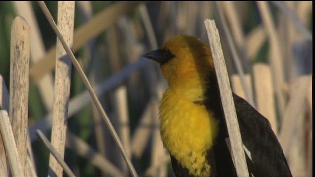 Yellow-headed Blackbird - ML420438