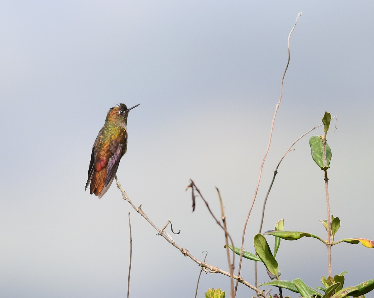 Bronze-tailed Thornbill - Joshua Vandermeulen